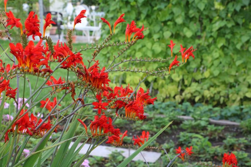 Montbretien Crocosmia Pflege Infos Sorten Und Berwinterung