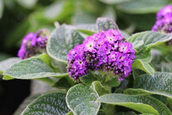 Vanilleblume Heliotropium Arborescens Heliotrop Pflanzen Und Pflege