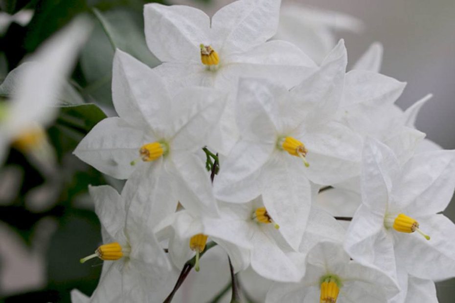 Wei Er Jasmin Sommerjasmin Solanum Laxum Jasminoides Pflege