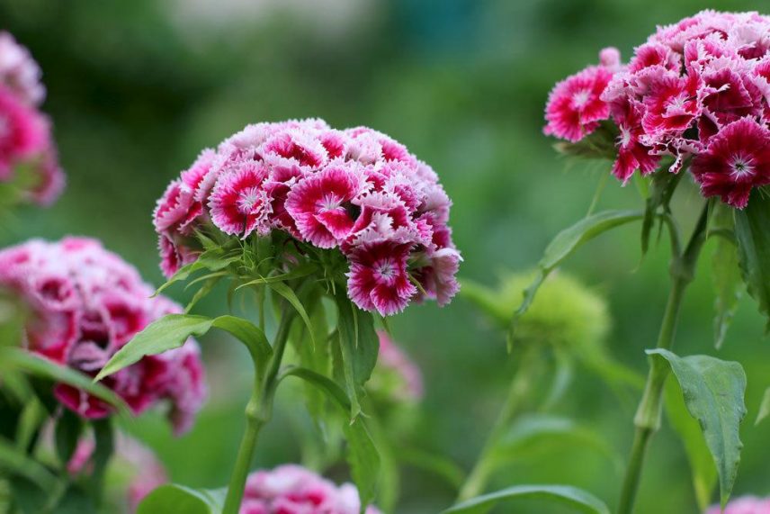 Bartnelken Dianthus Barbatus Aussaat Und Pflege Im Garten