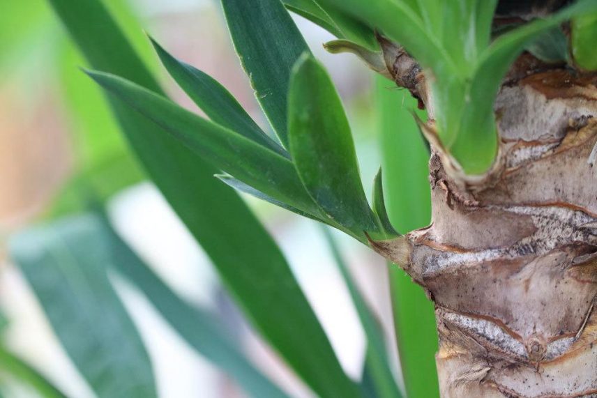 Yucca Palme Vermehren Durch Ableger Und Stecklinge Anleitung