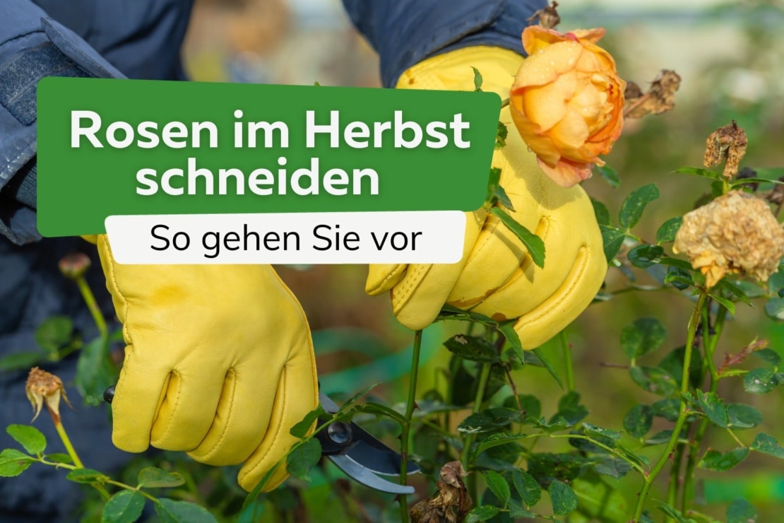 Rosen Schneiden Wann Erfolgt Der Rosenschnitt Im Herbst Anleitung