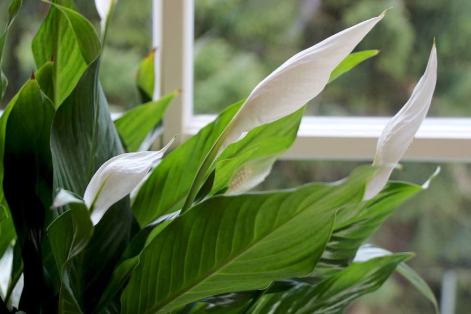 Einblatt blüht nicht so helfen Sie Spathiphyllum zu neuen Blüten