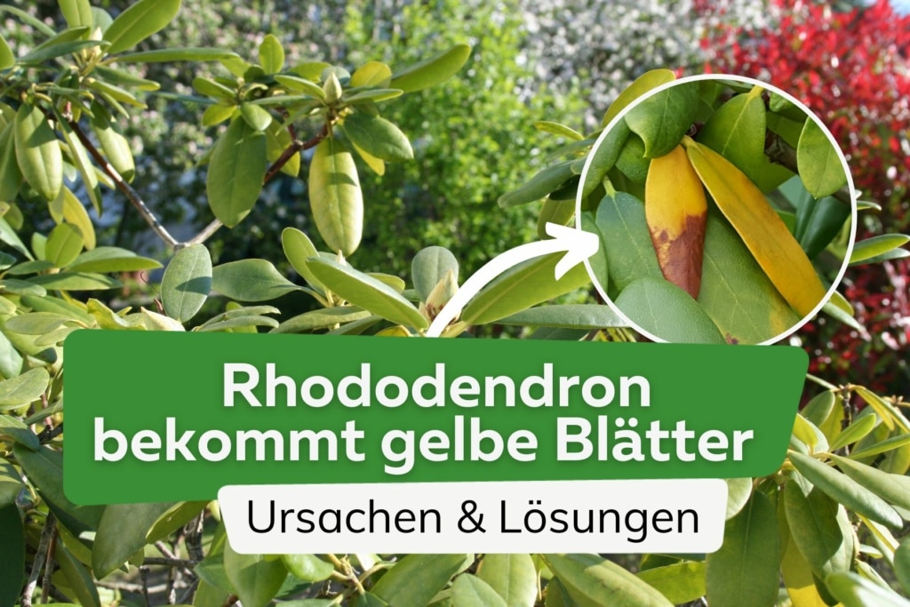 Rhododendron bekommt gelbe Blätter schnelle Hilfe