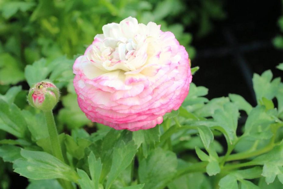 Ranunkel Ranunculus Asiaticus Richtig Pflanzen Und Pflegen