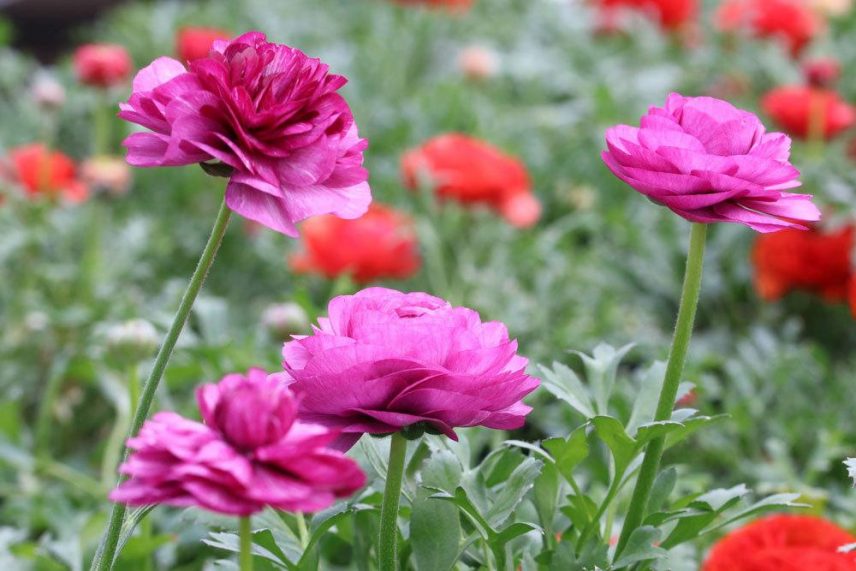 Ranunkel Ranunculus Asiaticus Richtig Pflanzen Und Pflegen