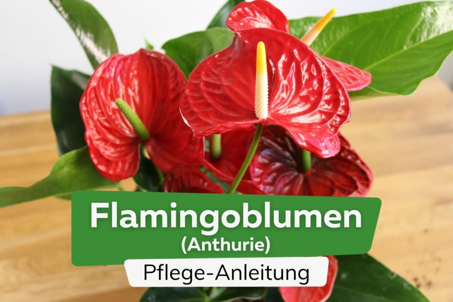 Anthurien Anthurium Flamingoblumen Pflege Und Vermehrung