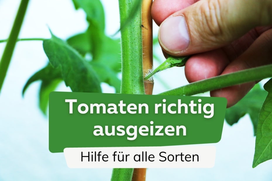 Tomaten Ausgeizen So Machen Sie Es Richtig