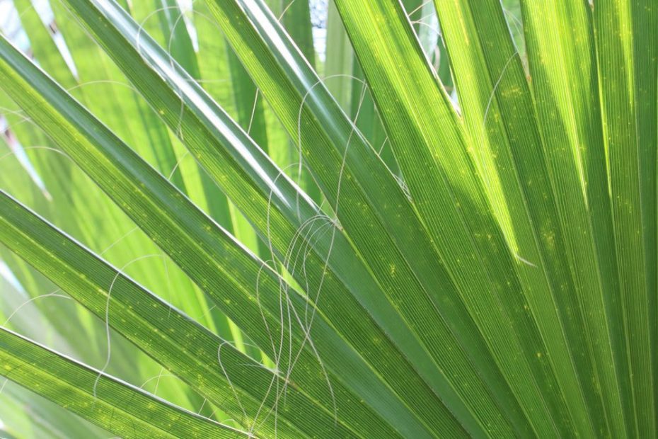 Washingtonia Robusta Petticoat Palme Pflege Von A Z