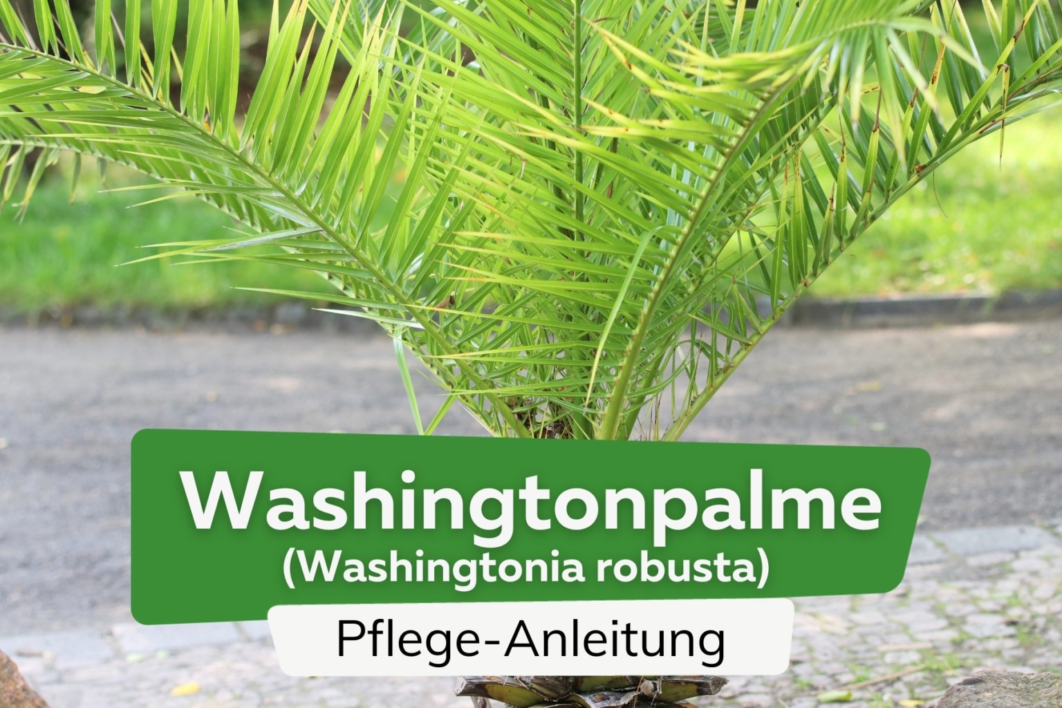 Washingtonia Robusta Petticoat Palme Pflege Von A Z