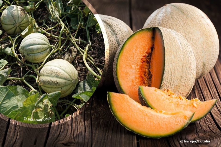 Cantaloupe Melone Anbauen Pflanzen Selber Ziehen Anleitung