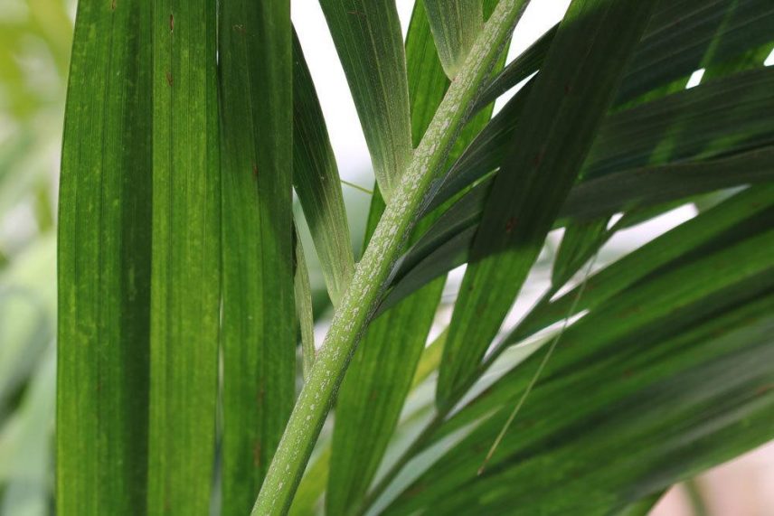 Kentia Palme Bergpalme Und Goldfruchtpalme Erkennen Unterschiede