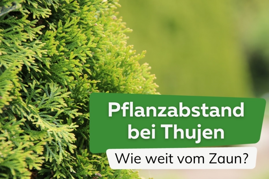 Pflanzabstand Bei Thujen Wie Weit Auseinander Wie Weit Vom Zaun