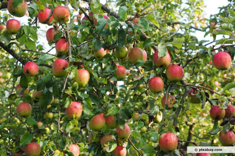 Obstb Ume Im K Bel F R Balkon Terrasse