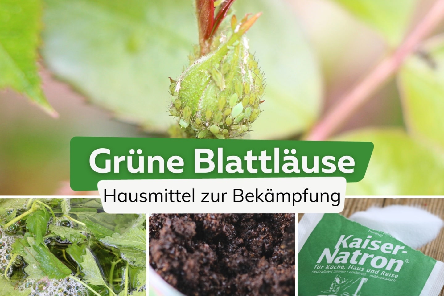 Grüne Blattläuse bekämpfen 18 Hausmittel gegen Läuse