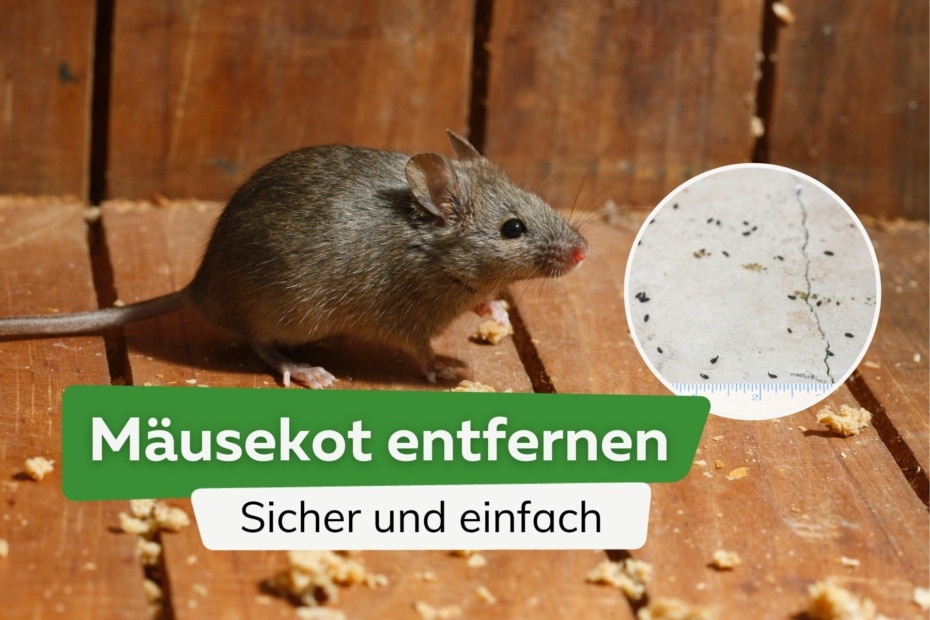 M Usekot Entfernen Sicher Und Einfach Beseitigen