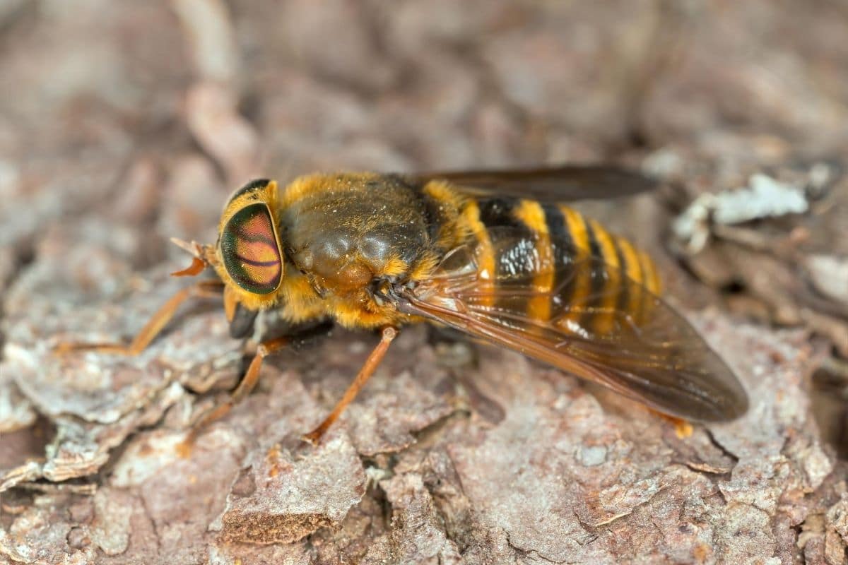 Können Fliegen stechen beißen Ja diese 10 Arten