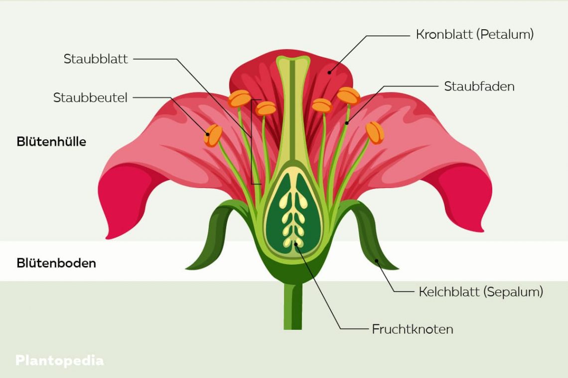 Wissen Bl Tenaufbau Mit Grafik Aufbau Einer Bl Te