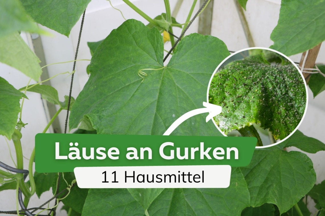 L Use An Gurken Hausmittel Gegen Blattl Use