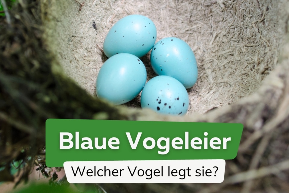 Vogeleier Welcher Vogel Legt Blaue Eier