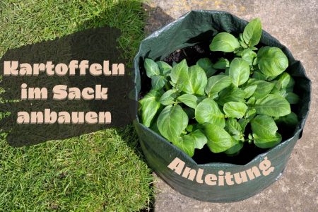 Gekeimte Kartoffeln Pflanzen Das Ist Zu Beachten