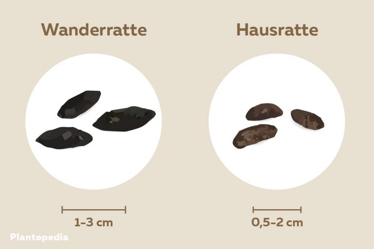 Wanderrattenkot Erkennen So Sieht Er Aus