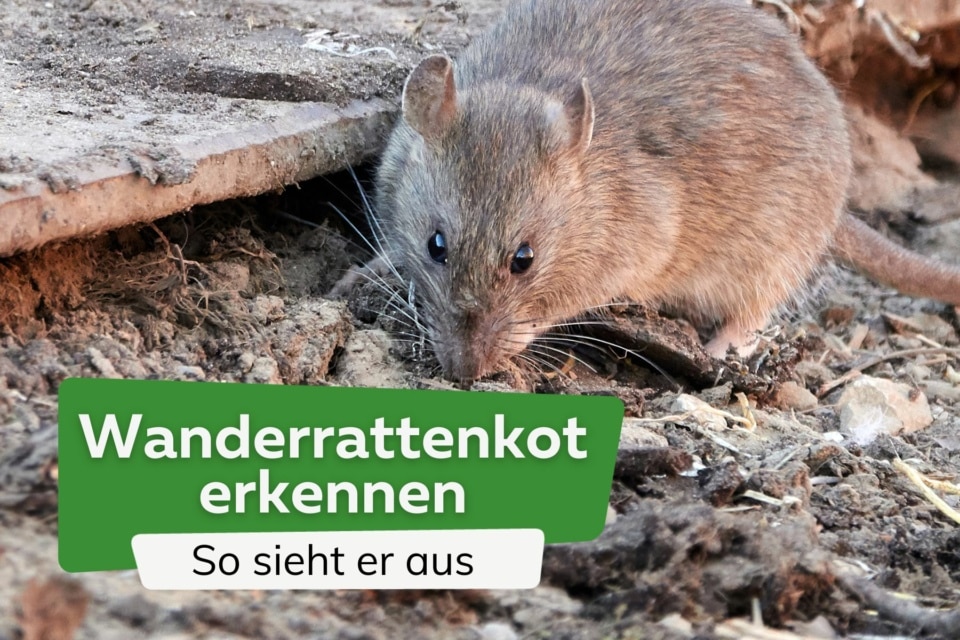 Wanderrattenkot Erkennen So Sieht Er Aus