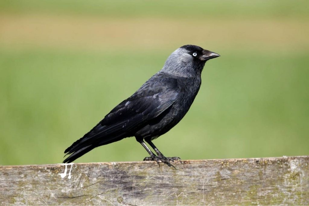 Rabenvögel 8 heimische Rabenarten mit Bild