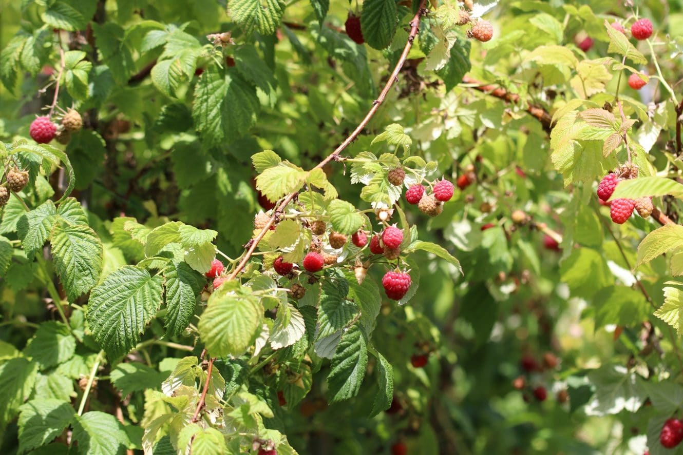 Gute Nachbarn Von Himbeeren Mischkultur