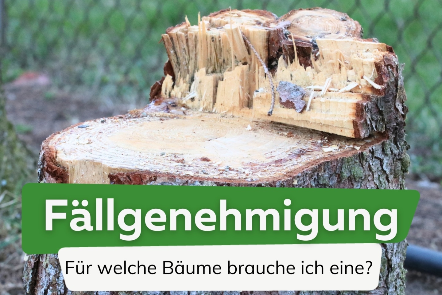 Welche Bäume darf man ohne Genehmigung fällen