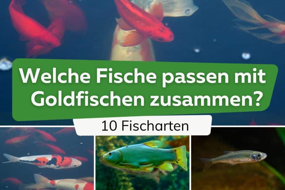 Goldfische im Gartenteich Anforderungen an Größe und Tiefe