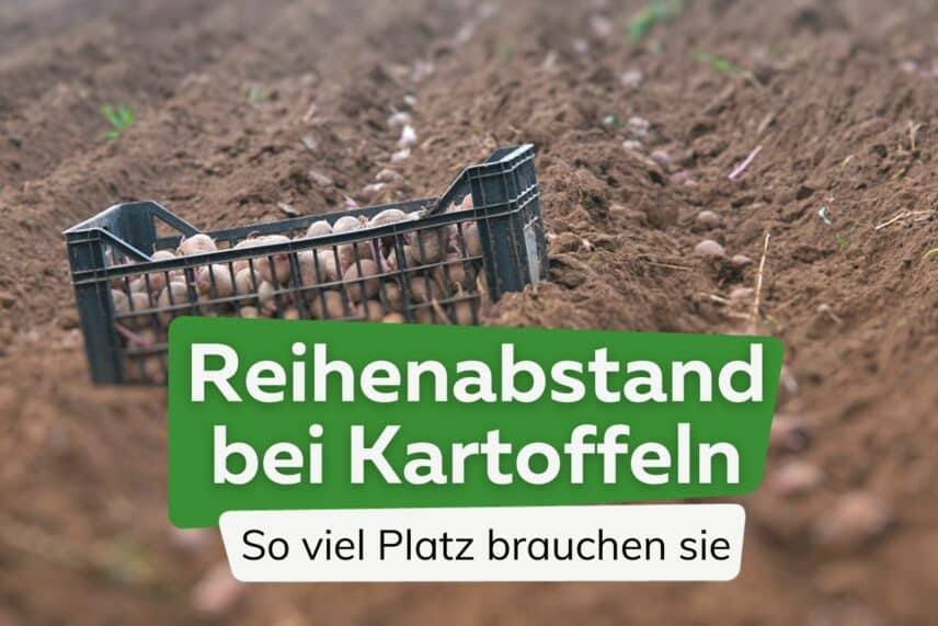 Kartoffelbl Te M Ssen Kartoffeln Bl Hen