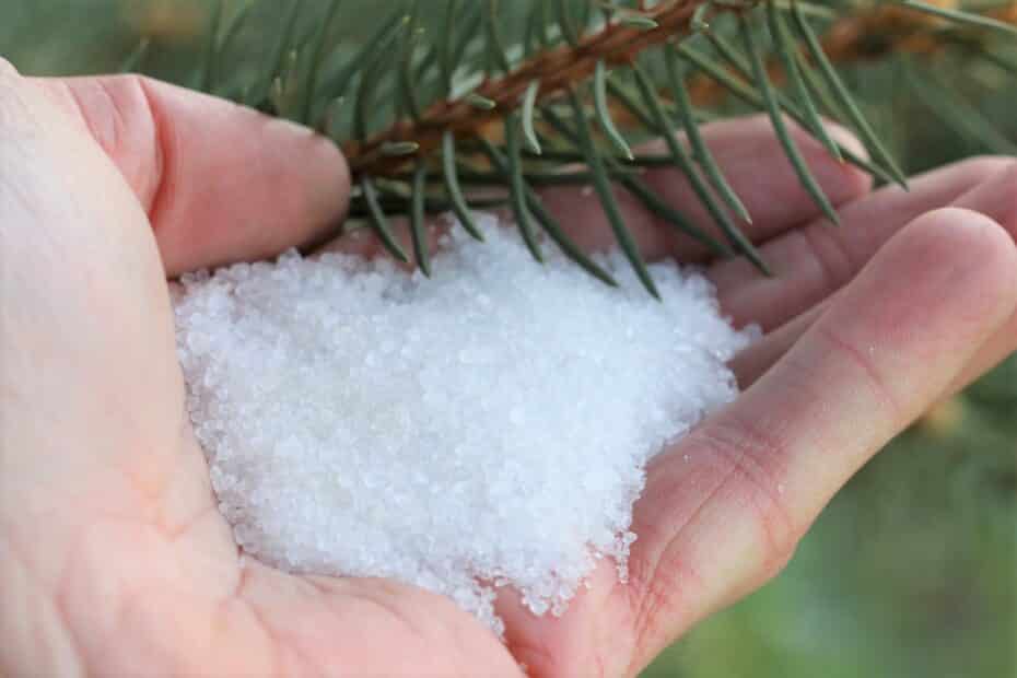 Koniferen Werden Braun Was Tun