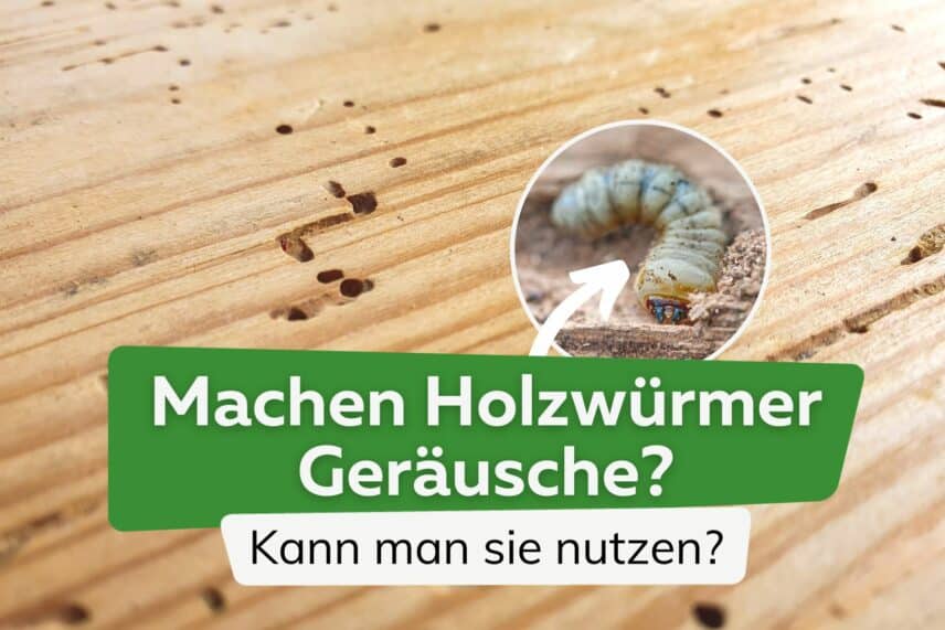 Wei E Maden An Der Decke Woher Sie Kommen Und Was Sie Tun K Nnen