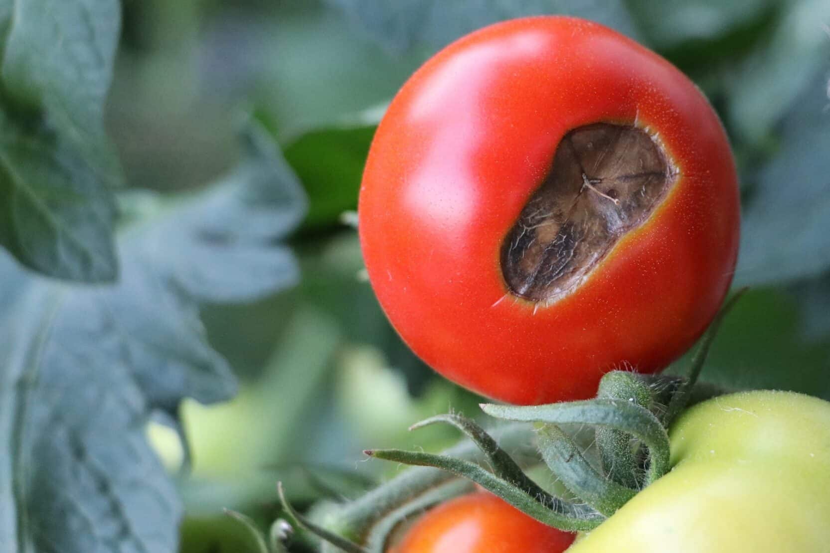 Blütenendfäule an Tomaten 5 Hausmittel