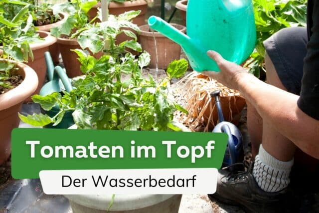 Tomaten Im Topf Wann Und Wie Oft Gie En