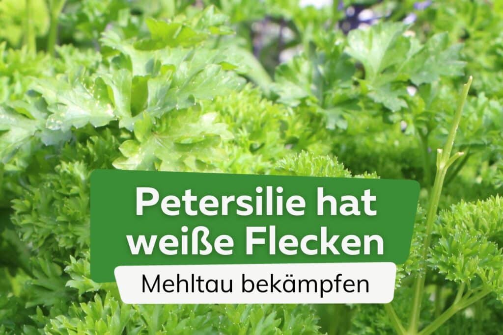 Warum Wird Petersilie Im Topf Gelb Ist Sie Essbar