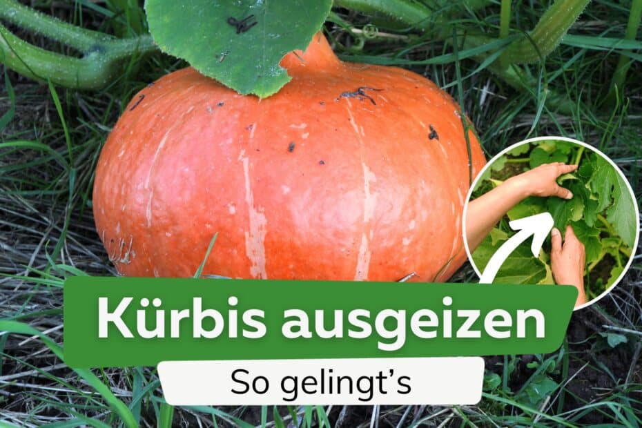 Butternut K Rbis Ernten Wann Ist Er Reif