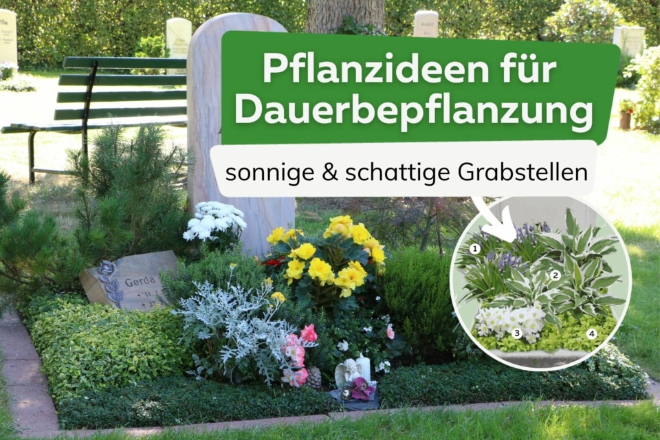 Winterharte Grabbepflanzung Dauerbepflanzung für Gräber