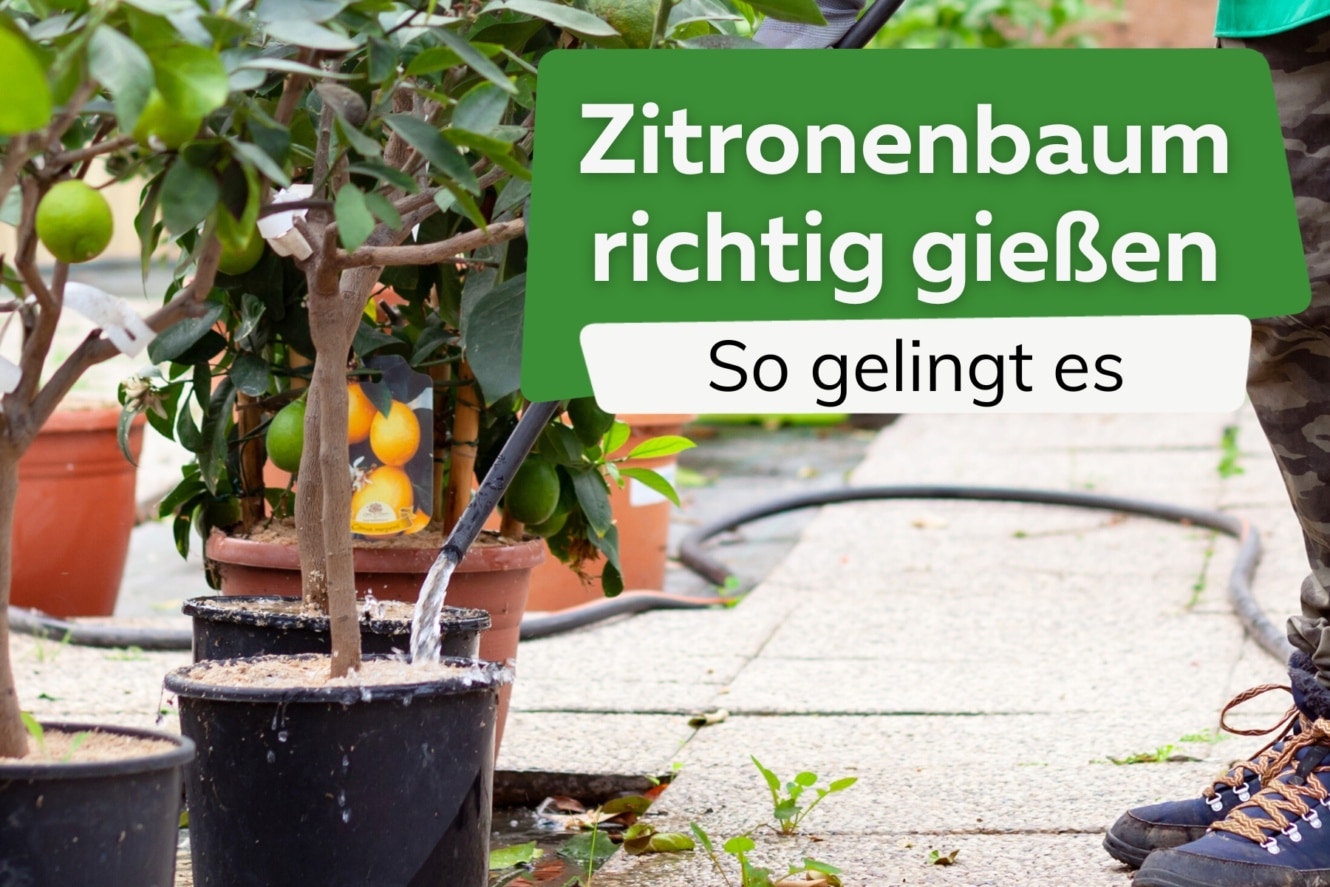 Zitronenbaum Gie En Wann Wie Oft Und Wie Viel