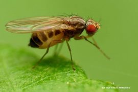 Obstfliegenfalle Selber Bauen - Das Beste Hausmittel Gegen Obstfliegen