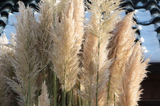 Gr Ser Schneiden Der Richtige Zeitpunkt F R Ziergr Ser Im Herbst