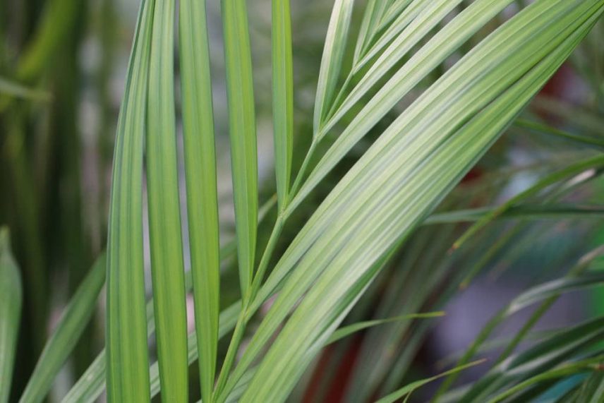 Kentia Palme Braune Blätter Was Tun Wenn Sie Blätter Verliert