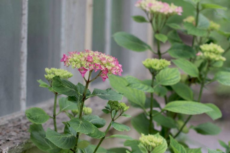 Hydrangea Macrophylla Standort