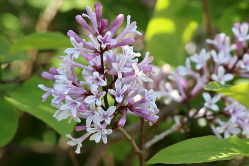 Zwergflieder Syringa meyeri Pflege im Garten Kübel und Schneiden