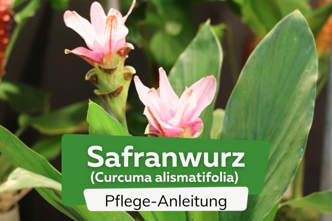 Curcuma Pflanze, Safranwurz: Standort Und Pflege | Curcuma Alismatifolia