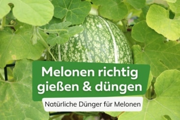 Melonen gießen und düngen