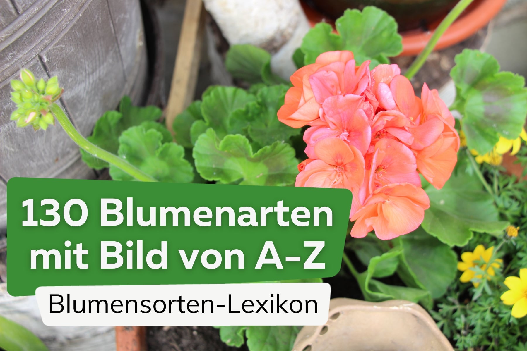 Blumensorten - Blumenarten