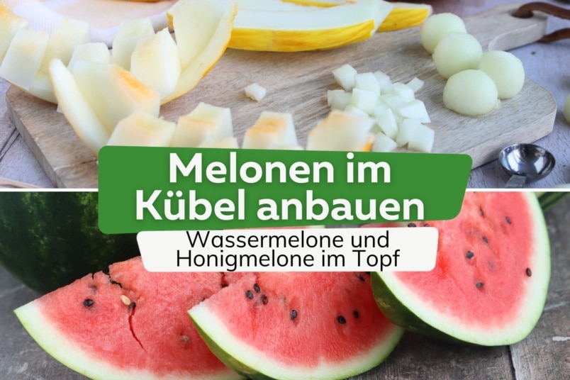 Honigmelonen und Wassermelonen