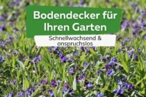 25 Schnellwachsende Und Anspruchslose Bodendecker Für Ihren Garten